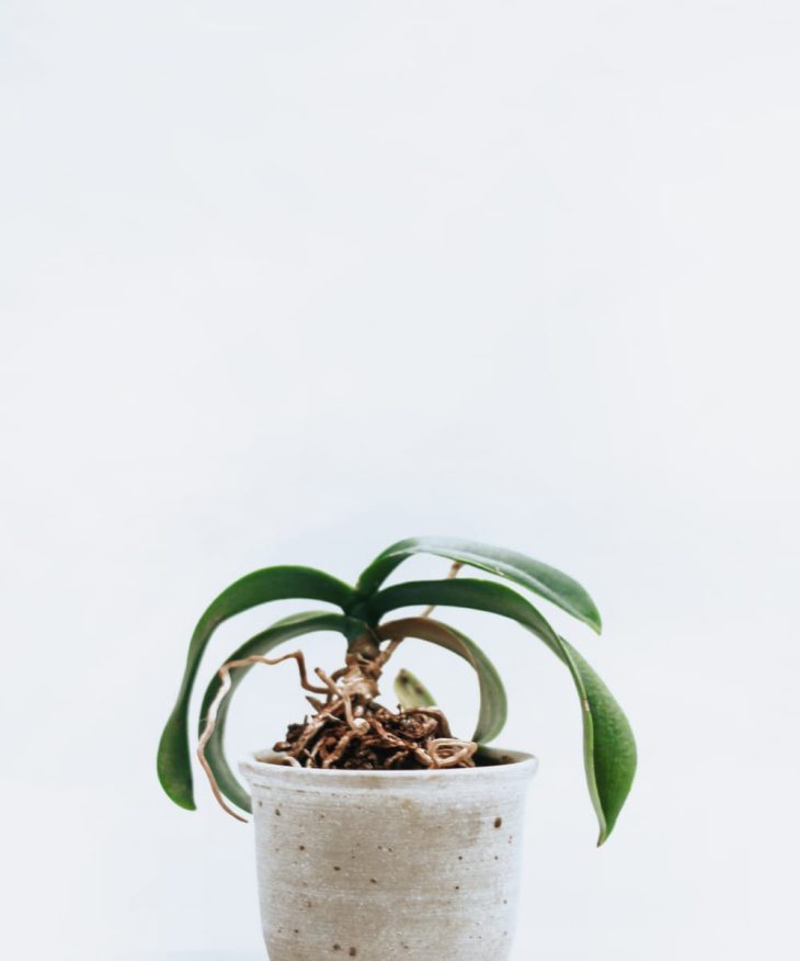Ceramic Vase - Imagen 3